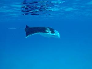 een walvishaai die in het water zwemt bij Atoll Residence Dhangethi in Dhangethi