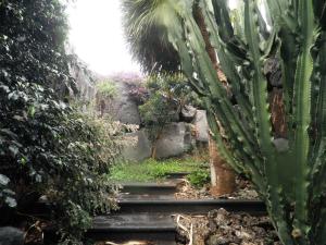 a group of stairs with a cactus at Villa Remedios in Teguise