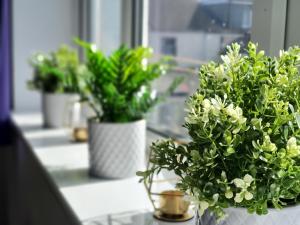 a couple of potted plants sitting on a counter at Thesiger Court Apartments - Free Private Parking - by Property Promise in Cardiff