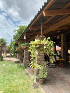 eine Terrasse mit Topfpflanzen an der Seite eines Gebäudes in der Unterkunft Pousada Sitio Parque dos Lençóis in Barreirinhas