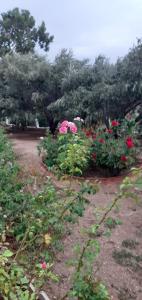 a garden with pink and red flowers and trees at Daphne Studios in Marathokampos