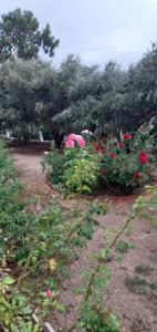 un jardín con flores rosas y rojas y árboles en Daphne Studios, en Marathokampos