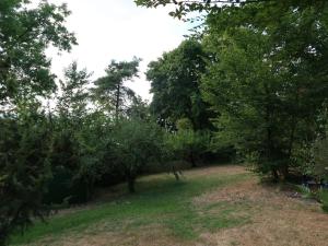 a forest filled with trees and grass and bushes at Holiday Home Clobes in Unshausen