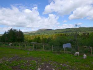 TrawsfynyddにあるHoliday Home Ganllwyd by Interhomeの畑の羊の群れ