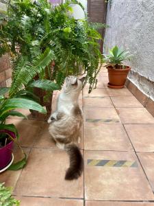 un gatto che si alza sulle zampe posteriori e guarda una pianta di Casa Dionea, Puerto De La Cruz a Puerto de la Cruz