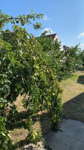 grupa drzew owocowych na dziedzińcu w obiekcie Fischer un sin Fru w mieście Klein Zicker