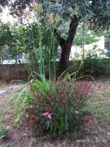 a plant with pink flowers in front of a tree at Anadora 2: Hospitable stone house with yard in Alexandroupoli