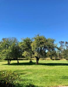 two trees in a field of green grass at Istrup gammel skole in Bedsted Thy