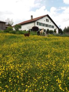 um campo de flores amarelas em frente a um edifício em Ferme O'Clés em Le Peuchapatte