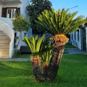 two palm trees in the yard of a house at Residenza Margot in Quattromiglio