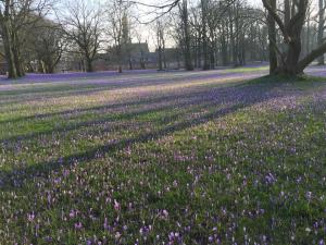 a field of purple flowers in a park at Fischerstuuv in Husum +4 photos