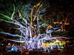 Κήπος έξω από το LUGA Excelente Apartamento WIFI 350mb no Centro