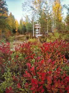 Φωτογραφία από το άλμπουμ του Hidden Island Laukanharju Glamping σε Savonlinna