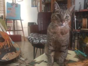a cat standing on a table in a room at Habitaciones en casa encantada para viajeros in Gualeguaychú