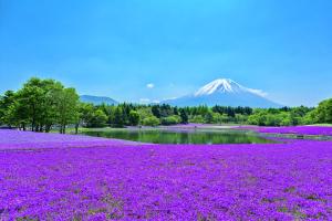 a field of purple flowers with a mountain in the background at The Gran Resort Princess Fujikawaguchiko in Fujikawaguchiko