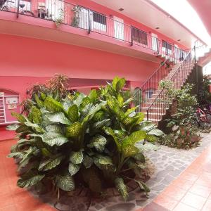 a bunch of plants in front of a building at ECONOMIQUE in Jacó