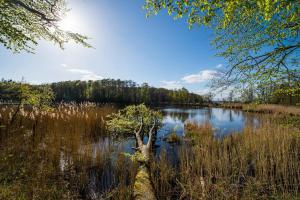 a small tree in the middle of a lake at Ferienwohnung Pape in Glücksburg +8 photos