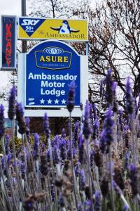 un campo di fiori viola davanti a un cartello di ASURE Ambassador Motor Lodge a Oamaru