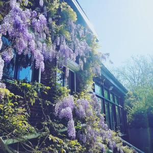 ein Gebäude mit lila Blumen auf der Seite in der Unterkunft Vakantiewoning Guesthouse MOMO in Dilsen-Stokkem