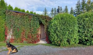 Murjāņi的住宿－昆西斯穆加諾旅館，狗正坐在建筑物前