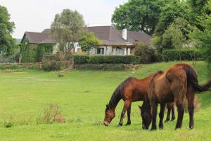 two horses grazing in a field in front of a house at Newstead Farm in Curryʼs Post