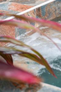 a reflection of a plant in a pool of water at Bel'oasis in Le Lamentin