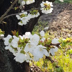 Un primo piano di fiori bianchi su un albero di B & B Cedro Argentato a Legnago