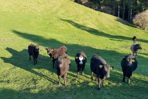Foto dalla galleria di Paradise Valley River Lodge a Rotorua