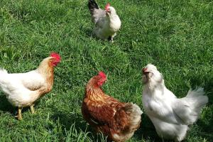 Foto dalla galleria di Paradise Valley River Lodge a Rotorua Altre 16 foto