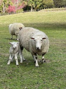 Foto dalla galleria di Paradise Valley River Lodge a Rotorua