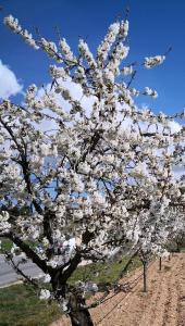 a tree with white flowers on it in a field at La Colline des Ocres Village de vacances 3 étoiles in Apt