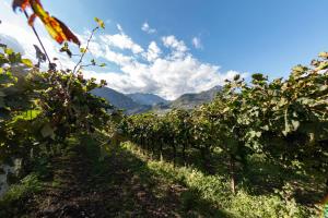 a row of grapes in a vineyard with mountains in the background at Hotel Campagnola in Riva del Garda