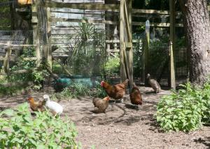 un grupo de pollos parados en un gallinero en Sky Cabin. Cosy Forest Log Cabin 3 night minimum en Wareham