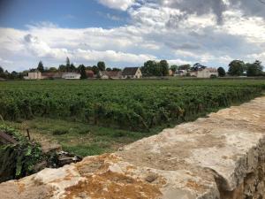 a field of vines with a farm in the background at Gevrey-Chambertin au coeur du village in Gevrey-Chambertin