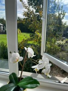 un jarrón de flores blancas sentado en un alféizar de la ventana en Butterfly Guesthouse - Entire Home within 5km of Galway City en Galway
