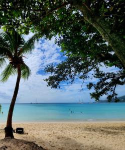 a beach with a palm tree and the ocean at Kaz Memel in Beau Vallon