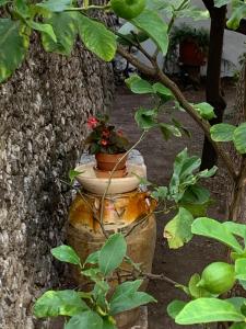 a flower pot sitting on top of a tree at Dimora Le Zagare in Ostuni