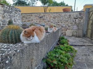 Pet ou pets ficando com hóspedes em Casarão do Largo da Eira