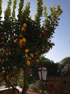 Um jardim em Casarão do Largo da Eira
