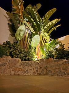 a bunch of plants sitting on top of a stone wall at Sea'Ya Thoughtful Stays - Villas in Cascais