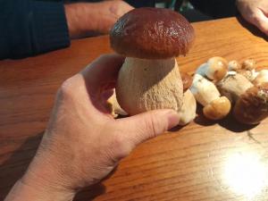 une personne tenant un champignon sur une table dans l'établissement Auberge la marchadaine, à Montrollet