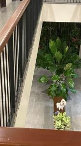schody z dwoma roślinami i wypchanym zwierzakiem na podłodze w obiekcie A&E Apartelle w mieście Bacolod