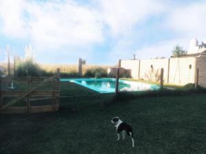 un perro parado en el césped junto a una piscina en Loft arroyo seco en Arroyo Seco