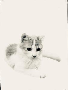 a black and white cat sitting on a white background at PRINCESSE DES NEIGES in Saint-Aventin