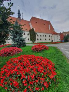 a large building with red flowers in front of it at Casa cu Cerdac in Sighişoara