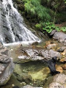 a waterfall with a black bear in the water at La Baita Limone Riserva Bianca Ski-in Ski-out Seggiovia Morel 3 in Limone Piemonte