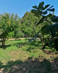 A garden outside SOFIA'S HOUSE