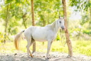 Loomad kämpingu aladel või selle läheduses