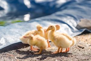 Loomad kämpingu aladel või selle läheduses