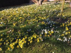 a field of flowers in the grass at Kurviertel Wohnung II in Überlingen